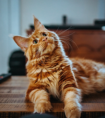 Orange Cat