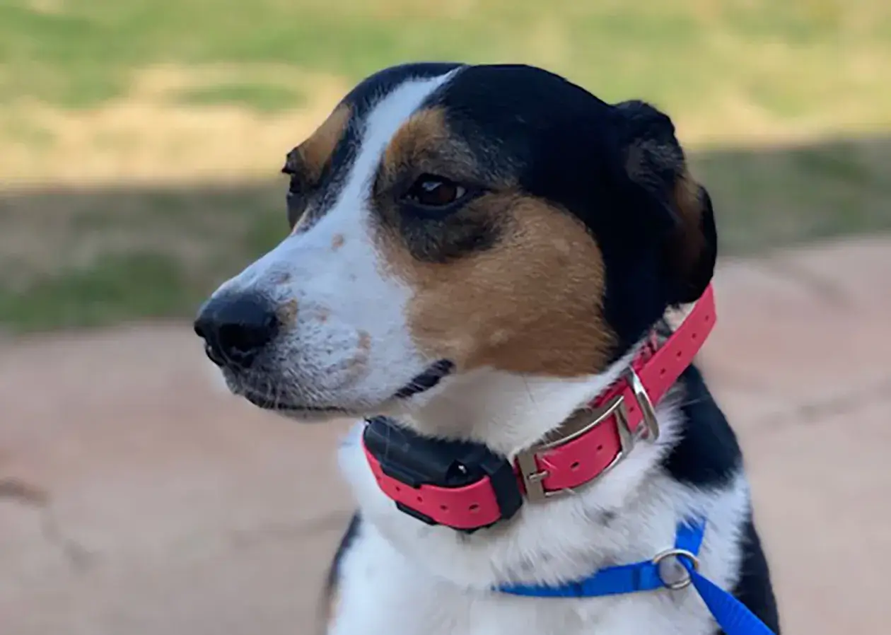 cic-adventure-coordinator Cici the dog