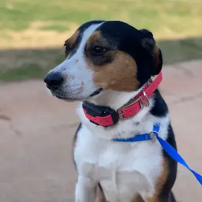 Cici the dog