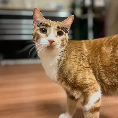 Taffy the orange cat