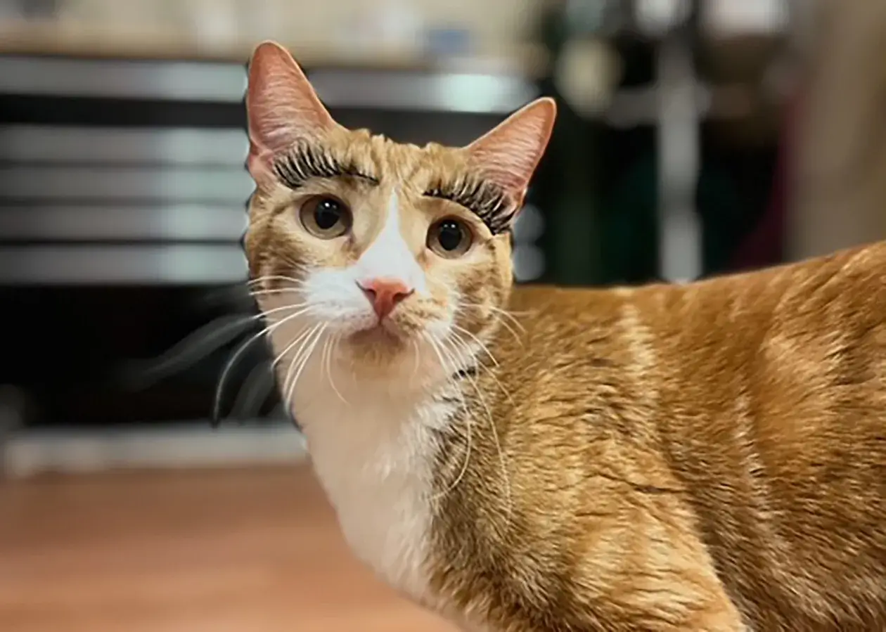 taffy-trouble-maker Taffy the orange cat